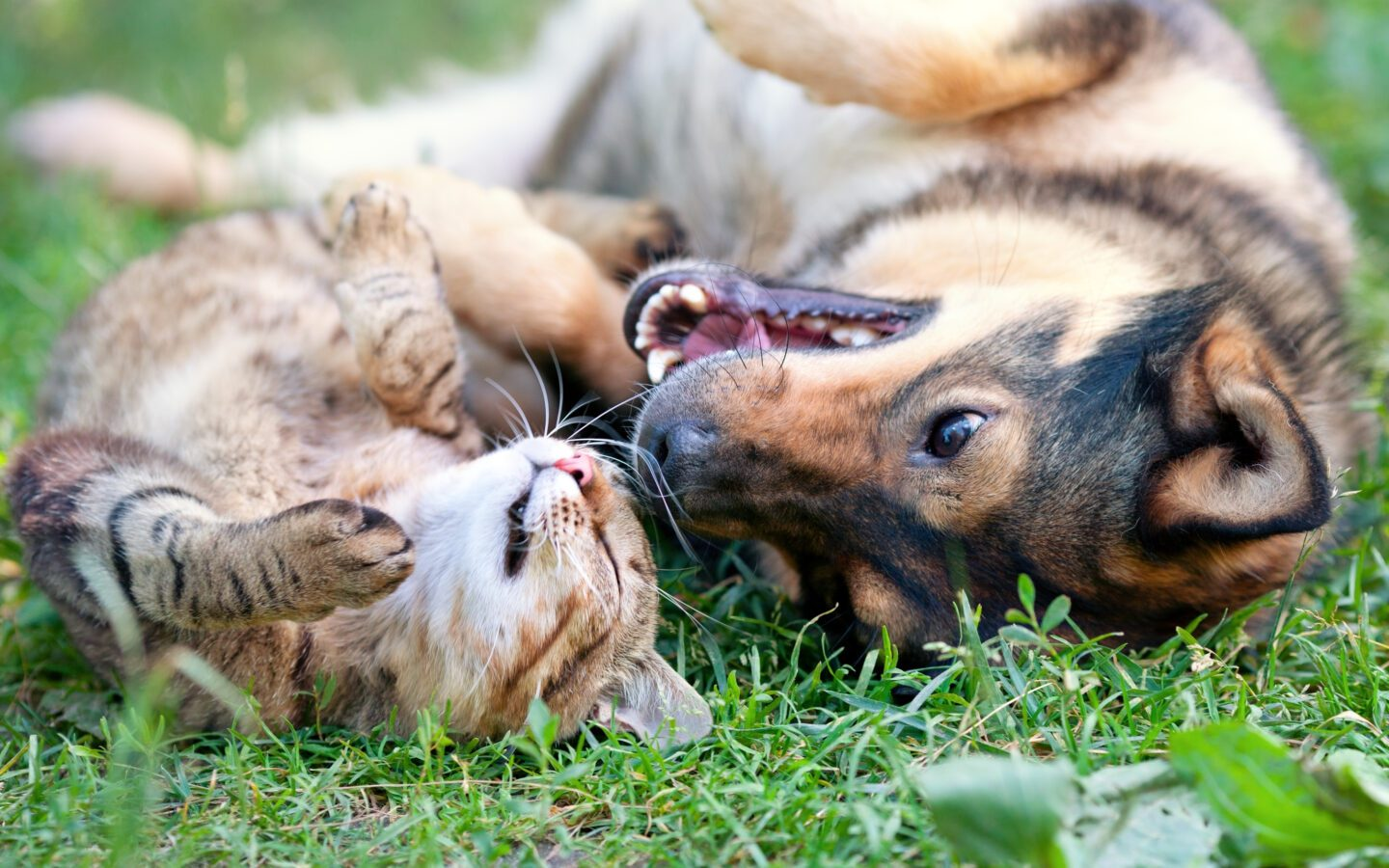 Animal de compagnie